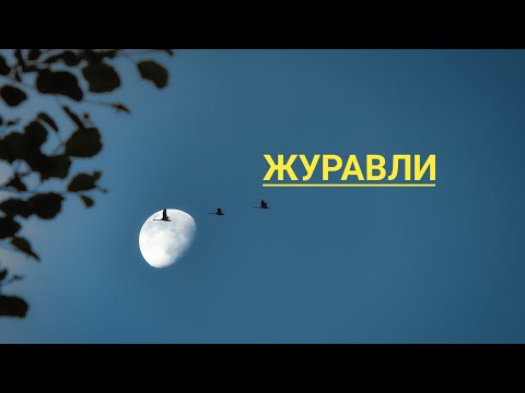 Видео: ЖУРАВЛИ әні#жеңіс күні#әндер#песни под гитару#гитара және ән