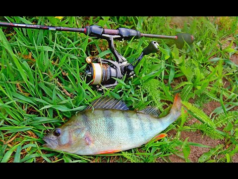 Видео: Окунёвая охота со спиннингом.  Темповая ловля на микруху