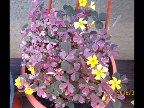 Видео: Кислица вулканикола (Oxalis vulcanicola). Особенности выращивания, сорта, размножение и уход