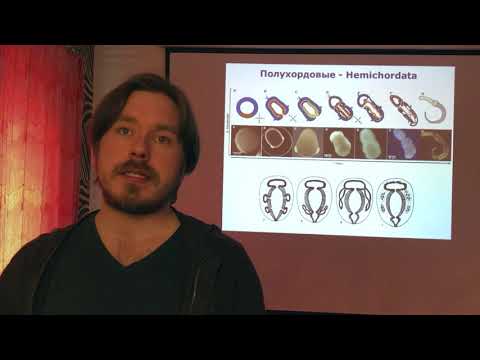 Видео: 8.2 Полухордовые
