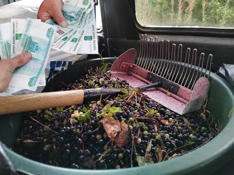 Видео: Сколько можно заработать денег на сборах ягоды в лесу? Проверяем на себе, попутно достигаем дзена.