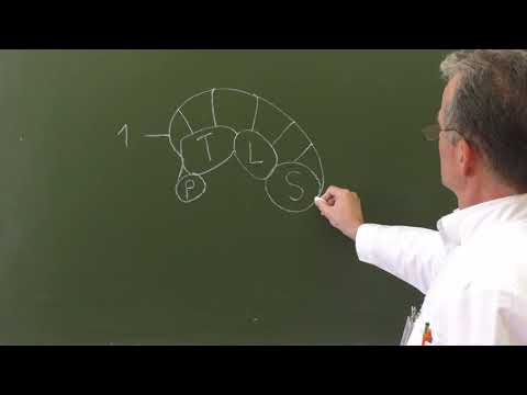 Видео: Топография костно-фиброзных каналов тыльной поверхности запястья (правое запястье,поперечный разрез)