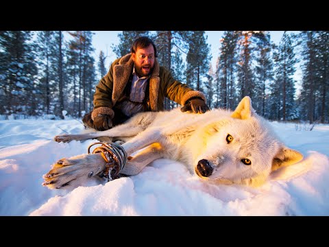 Видео: Мужчина увидел волка в ловушке… Но зверь не просил о помощи