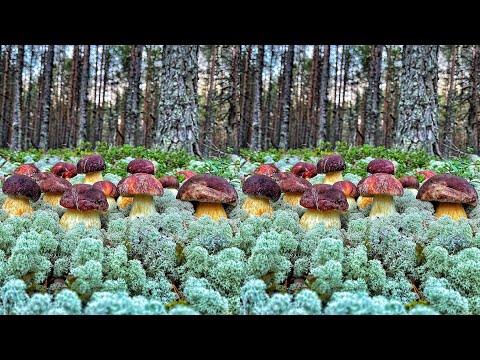 Видео: ГРИБНИКИ В НОКАУТЕ ОТ ТАКИХ БОГАТЫХ НАХОДОК! НЕ ОЖИДАЛИ! ЧУДО ЛЕС! КАРЕЛИЯ БЕЛЫЕ ГРИБЫ БОРОВИКИ 2021