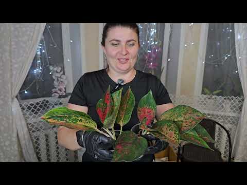Видео: Дорогие Аглаонем от садовника в прозрачных горшках.