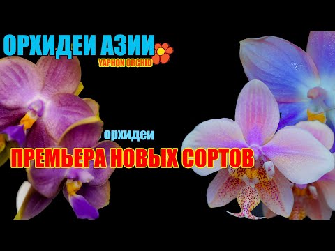 Видео: 🌿 Уникальные орхидеи – первый взгляд на редкости! 😱