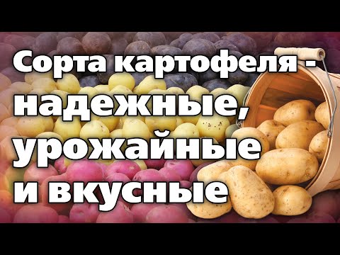 Видео: Сорта картофеля. Обзор и оценка опытного агронома