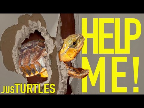 Видео: Спасение вымершей черепахи, застрявшей в стене