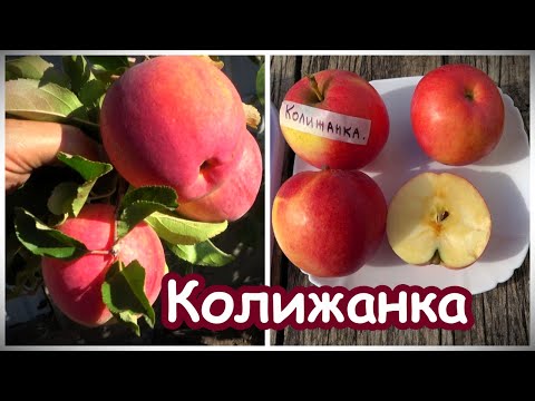 Видео: Новый сорт яблони КОЛИЖАНКА: прекрасное впечатление