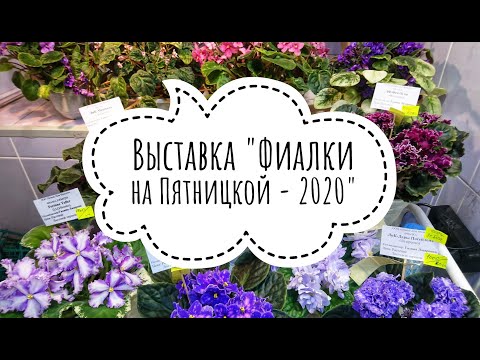 Видео: Полный обзор выставки "Фиалки на Пятницкой - 2020". Более 450 фиалок и других растений. 25.09.20.