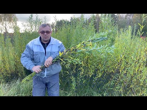 Видео: Собираем урожай дикой ивы для лозоплетения