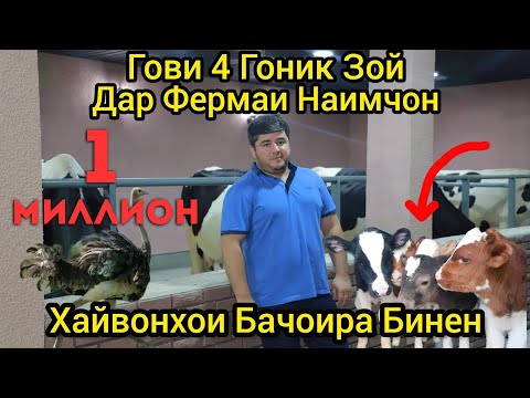 Видео: Гови 4 Гоник Зой Дар Фермаи Наимчон. Caw's , ship's and other interesting anymals in farm Naimjon