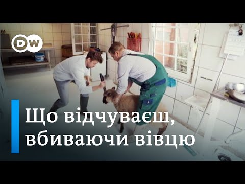 Видео: Забити тварину: як репортер на бійні вівцю вбивав | DW Ukrainian