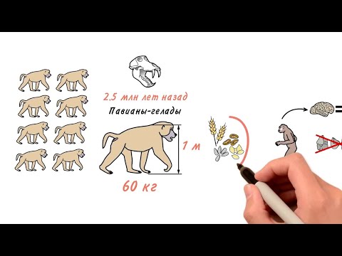 Видео: Почему у первых людей стал быстро расти мозг