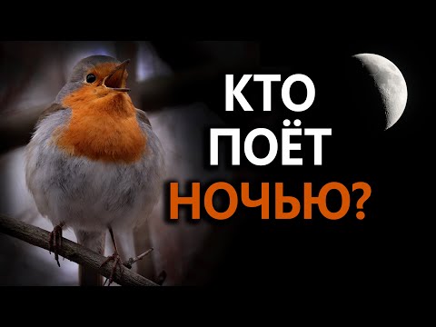 Видео: Какие птицы поют ночью? #ГолосаПтиц 26