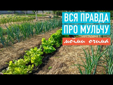 Видео: Вся правда про мульчу!