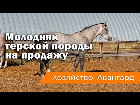 Видео: Терские лошади на продажу. Хозяйство Авангард. Молодняк.