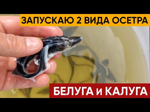Видео: Белуга. Калуга. Осетр. Запустил сразу 2 вида осетровых,  мальков Белуги и Калуги.