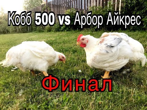 Видео: Кобб500 против Арбор Айкрес. 50 дней.Финал