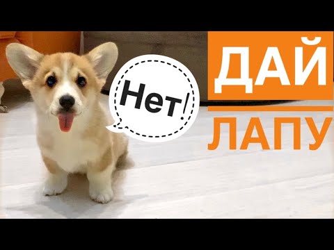 Видео: ДРЕССИРОВКА на ваших глазах! КОМАНДА ДАЙ ЛАПУ/ вельш корги Сэдди 2,5 месяца