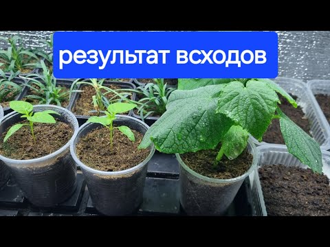 Видео: Наблюдаю за растюшками,отмечаю сроки всходов и темпы развития 🌱🌱🌱🌱#томаты#перцы#огурцы#цветы🌸🌺🌼