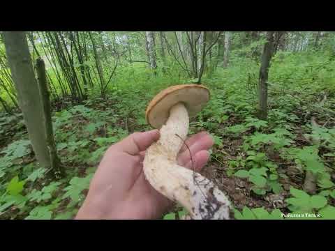 Видео: Тихая охота на Подосиновиков без ЧЕРВЕЙ!!!!! Где Искать?