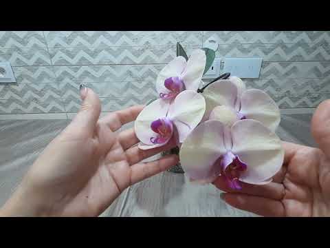 Видео: Детка орхидеи после отделения не растит листья. Фантастическая красота орхидеи Jentle Beauty!