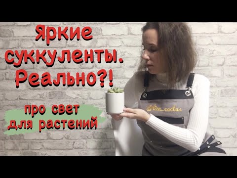 Видео: Лучшая подсветка для растений дома. Лампы для суккулентов.