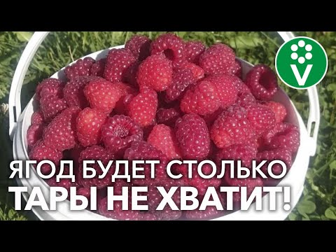 Видео: МАЛИНА: УХОД НА ВЕСЬ ГОД! Календарь-подсказка для вашего удобства