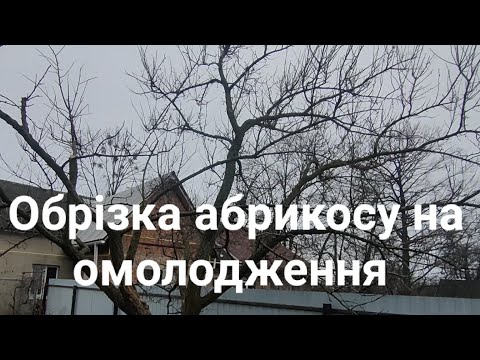 Видео: Обрізка абрикосу на зниження крони, на омолодження. Проблеми від моніліозу.
