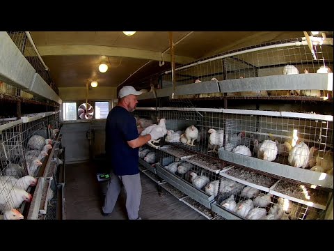 Видео: КОРМА ДЛЯ БРОЙЛЕРОВ. Часть 3. 35 суток- результат выращивания кормами от МегаМикс.