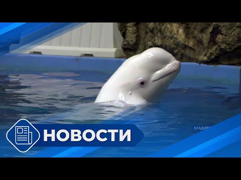 Видео: Новостной выпуск 19:00 от 19.11.24