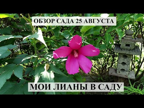 Видео: Обзор сада летом 25 АВГУСТА | мои ЛИАНЫ в саду | и снова НОВЫЕ ПИТОМЦЫ | Цветущий сад летом |