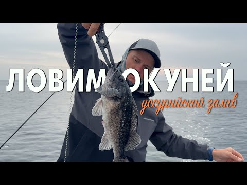 Видео: Морская рыбалка на окуня и терпуга во Владивостоке