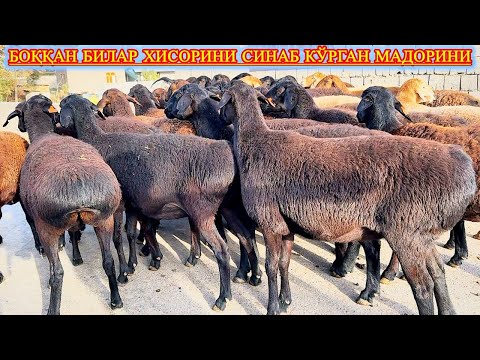 Видео: Кўриш — бошқа, билиш — бошқа, бундай қўйни боқиш — бошқа, тушунмаган урар бошга.