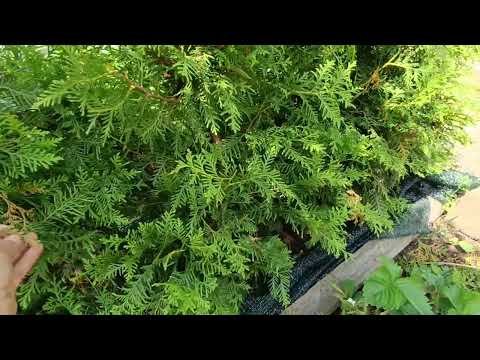 Видео: Сад 17 июня 2025 года