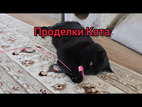 Видео: КАК ПРОХОДИТ ДЕНЬ КОТА В КАЗАХСКОЙ СЕМЬЕ?