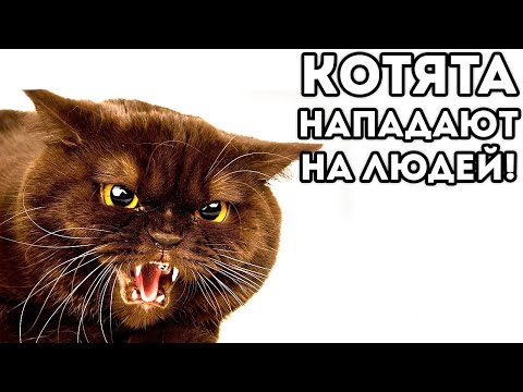 Видео: КОТЯТА НАПАДАЮТ НА ЛЮДЕЙ!