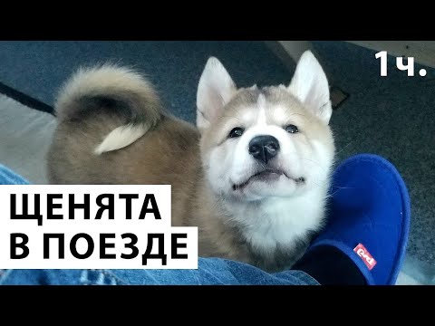 Видео: Щенки волэнда, ДОЛГАЯ ДОРОГА ДОМОЙ (первая часть)