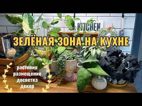 Видео: Размещение растений на кухне: обзор зоны и растений, досветка, расстановка, декор.