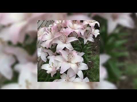 Видео: АлоэВера  - Хочется тебя касаться (speed up)