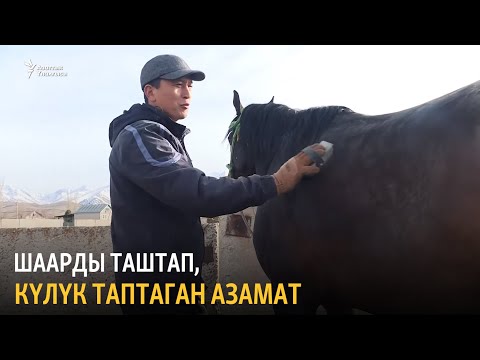 Видео: Талас: «Жылдызы жанбаган» жылкы заводу