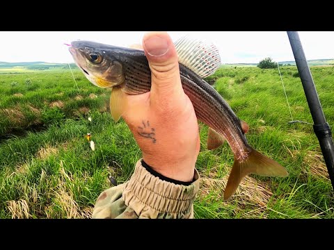 Видео: Рыбалка на Хариуса/Закон подлости!Он не дал мне наловить РЫБЫ!