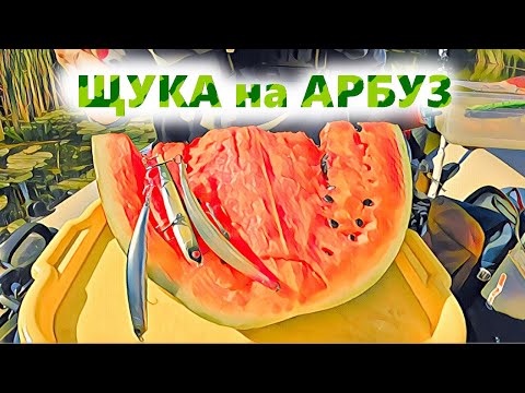 Видео: Ловля щуки на АРБУЗ. SHITCHALLENGE