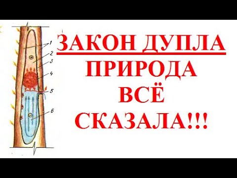 Видео: Идеальный Закон Дупла !!! в природе и НЕДОСТАТКИ УЛЬЯ --   конструкции человеческого разума !!!