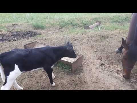 Видео: Как приучить теленка к электропастуху? С какого возвроста дают дробленку телятам?