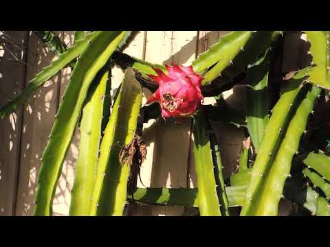 Видео: Драконовый фрукт (Питайя). Dragon fruit