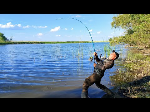 Видео: ГНУТ ДО ВОДЫ! ТАКОГО КЛЁВА ЕЩЕ НЕ БЫЛО! НЕ УСПЕВАЮ ТЯГАТЬ САЗАНОВ! РЫБАЛКА НА САЗАНА С БЕРЕГА