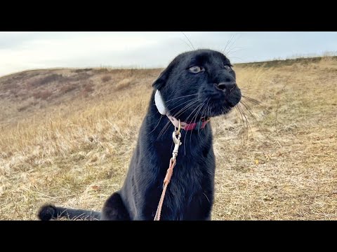 Видео: По обрывам, по горам - нипочём нам ураган 😂 Прогулка с пантерой Луной 2