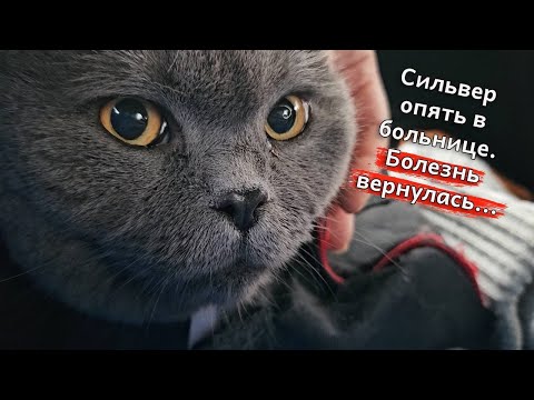 Видео: Сильвер снова в больнице: Болезнь вернулась